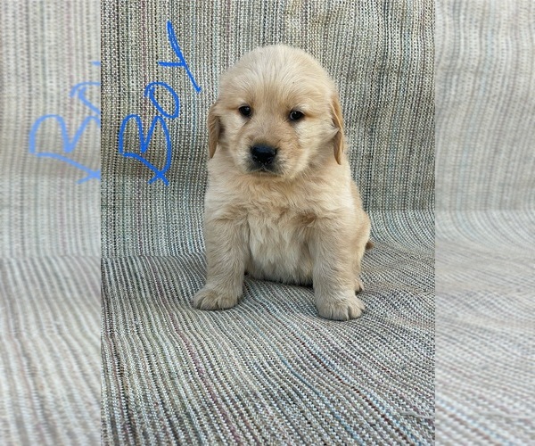 Medium Photo #4 Golden Retriever Puppy For Sale in OROVILLE, CA, USA