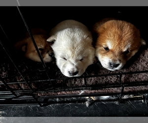 Shiba Inu Litter for sale in MONROE, WI, USA