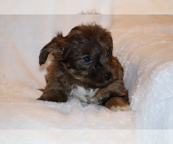Medium Photo #10 Yorkiepoo mix (+ Poodle Toy) Puppy For Sale in DYERSBURG, TN, USA