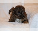 Small #9 Yorkiepoo mix (+ Poodle Toy)