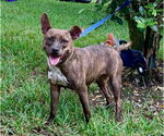 Small #2 Mutt
