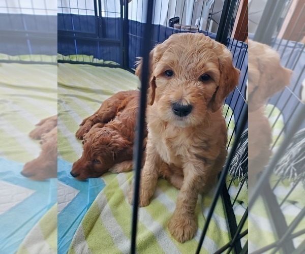 Medium Photo #6 Goldendoodle Puppy For Sale in COKATO, MN, USA