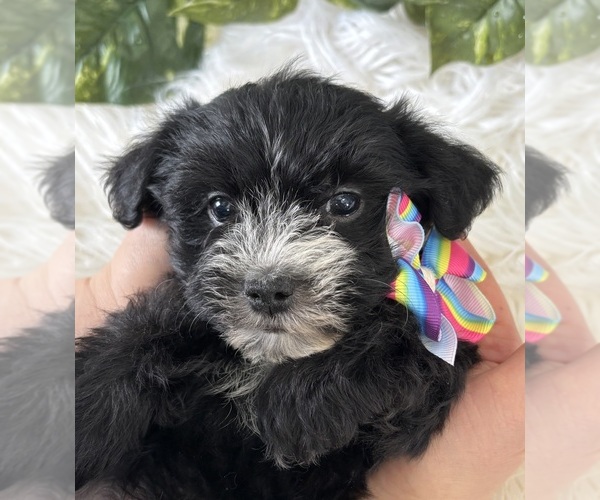Medium Photo #6 Morkie Puppy For Sale in ROCK STREAM, NY, USA