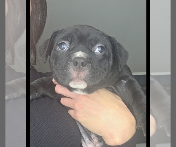 Medium Photo #3 American Bully Puppy For Sale in PADUCAH, KY, USA