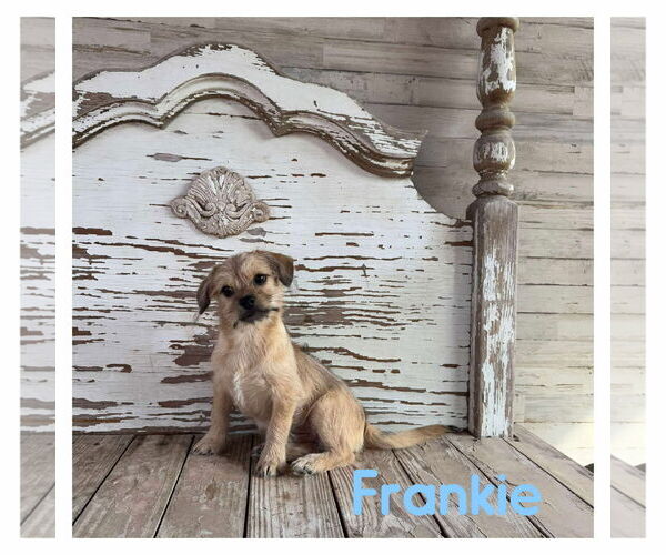 Medium Photo #1 Chihuahua-Unknown Mix Puppy For Sale in Boonton, NJ, USA