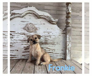 Chihuahua-Unknown Mix Dogs for adoption in Boonton, NJ, USA