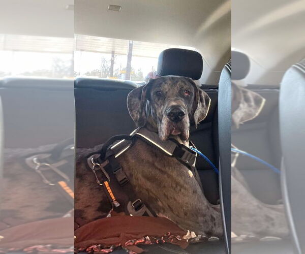 Medium Photo #3 Great Dane Puppy For Sale in Bullard, TX, USA