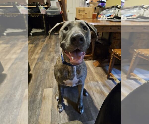 Medium Photo #6 Great Dane-Unknown Mix Puppy For Sale in Fort Collins, CO, USA