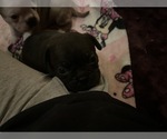 Small Photo #11 Frenchie Pug Puppy For Sale in BLOOMINGTON, IL, USA