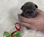 Small Photo #7 French Bulldog Puppy For Sale in SOMERS, MT, USA