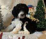 Small Photo #3 Poodle (Standard) Puppy For Sale in BLOUNTVILLE, TN, USA