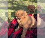 Small Photo #9 Golden Retriever Puppy For Sale in COVINA, CA, USA