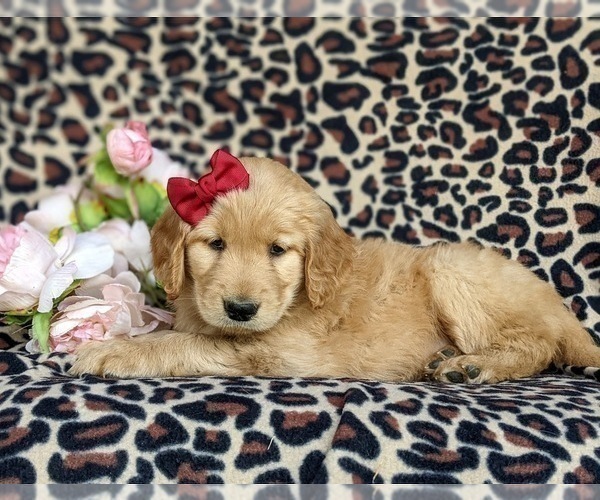 Medium Photo #5 Golden Retriever Puppy For Sale in KIRKWOOD, PA, USA