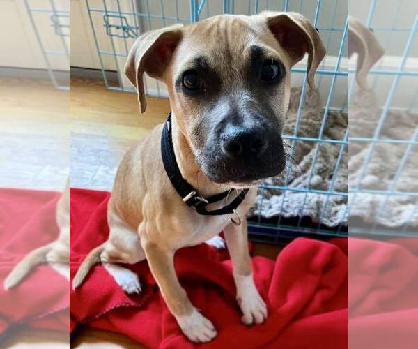 Medium Photo #4 Mutt Puppy For Sale in New York, NY, USA