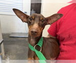 Small Miniature Pinscher
