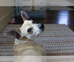 Small #6 Chihuahua