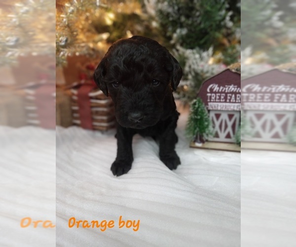 Full screen Photo #1 Labradoodle Puppy For Sale in REA VALLEY, AR, USA
