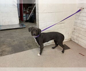 American Pit Bull Terrier Dogs for adoption in San Bernardino, CA, USA