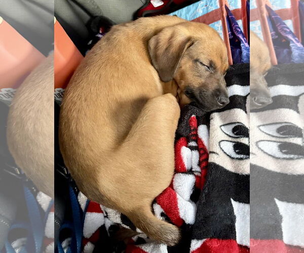 Medium Photo #2 Golden Labrador Puppy For Sale in Royal Palm Beach, FL, USA