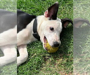 Asher - Male Australian Shepherd-Unknown Mix Dog for Adoption - Photo #24