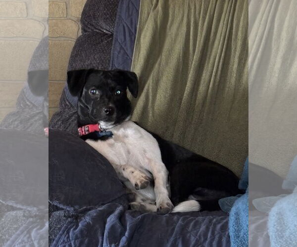 Medium Photo #4 Mutt Puppy For Sale in Rootstown, OH, USA