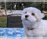 Small Photo #14 Maltese Puppy For Sale in OCALA, FL, USA