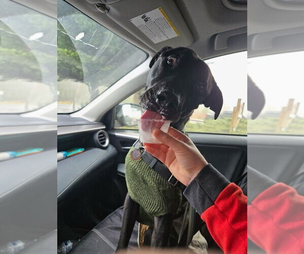 Medium Photo #2 American Pit Bull Terrier-Labrador Retriever Mix Puppy For Sale in Bellingham, WA, USA