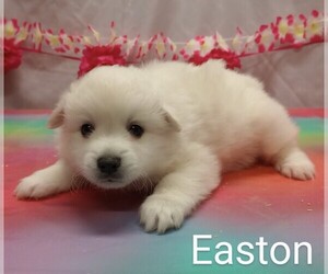 American Eskimo Dog Puppy for sale in CAMPBELL, MN, USA