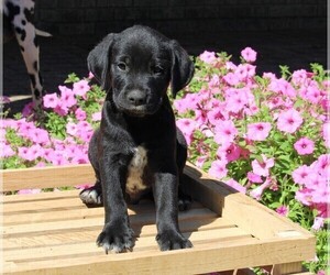 Dalmatian-English Cream Golden Retriever Mix Puppy for sale in FREDERICKSBURG, OH, USA