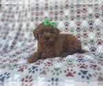 Small #2 Cavapoo