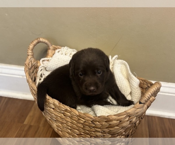 Medium Photo #14 Labrador Retriever Puppy For Sale in INDIANAPOLIS, IN, USA