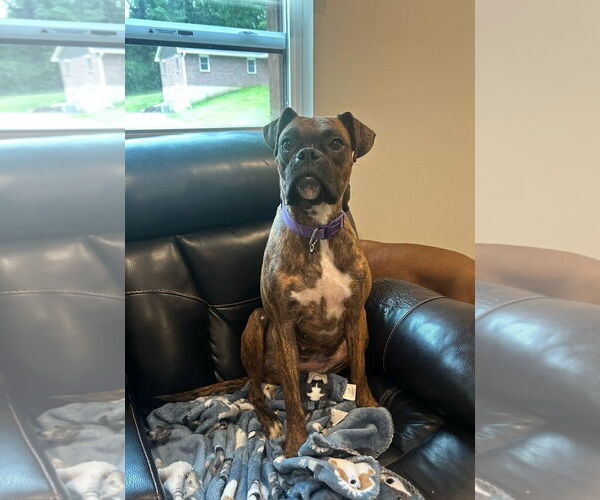 Medium Photo #2 Boxer Puppy For Sale in Woodbury, MN, USA