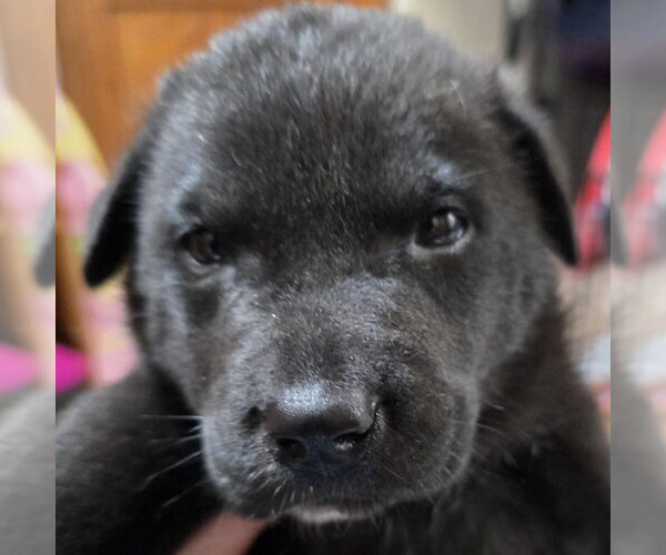 Medium Photo #7 German Shepherd Dog-Unknown Mix Puppy For Sale in Minneapolis, MN, USA