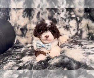 Aussiedoodle Toy Puppy for sale in CAMPBELLSVILLE, KY, USA