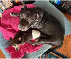 Mutt Dogs for adoption in Louisville, KY, USA