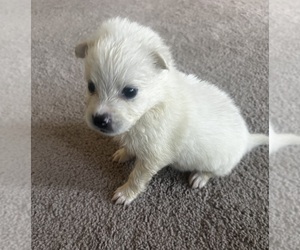 American Eskimo Dog Puppy for sale in JACKSONVILLE, FL, USA