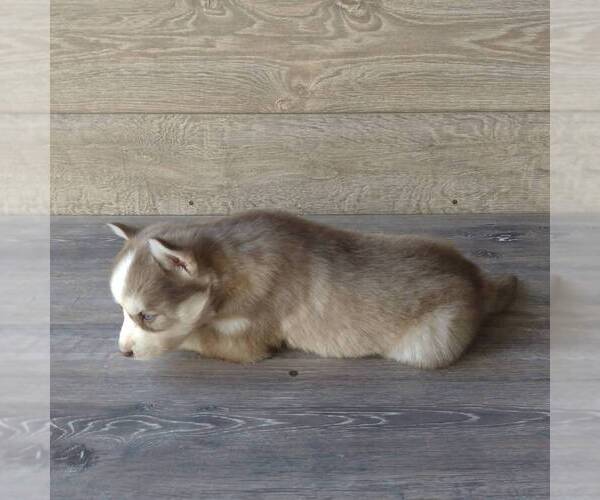 Medium Photo #2 Siberian Husky Puppy For Sale in SEYMOUR, MO, USA