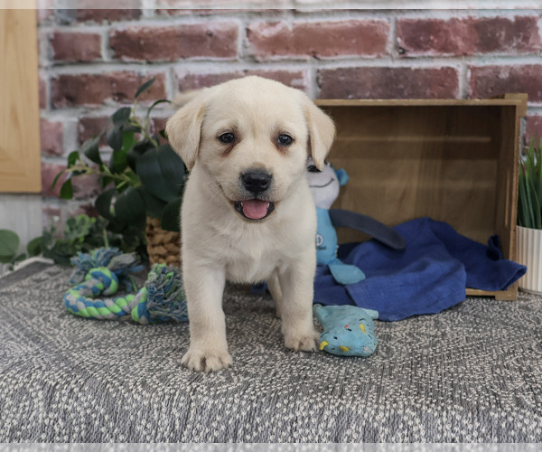Medium Photo #2 Labrador Retriever Puppy For Sale in SYRACUSE, IN, USA