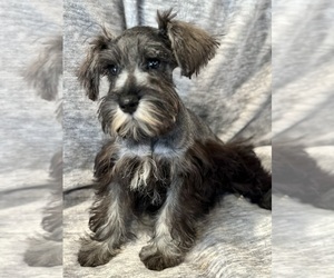 Schnauzer (Miniature) Puppy for sale in JEFFERSON, OR, USA
