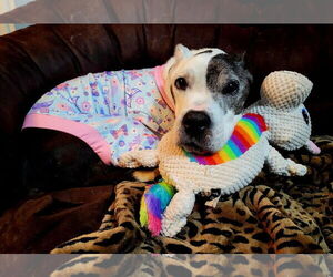 American Pit Bull Terrier-Unknown Mix Dogs for adoption in Landenberg, PA, USA