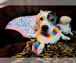 Small American Pit Bull Terrier Mix