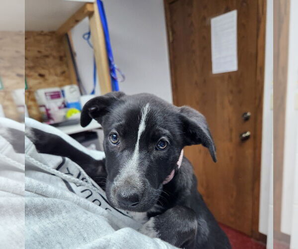 Medium Photo #12 Border Collie-Unknown Mix Puppy For Sale in Fargo, ND, USA