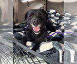 Small #3 Labrador Retriever Mix