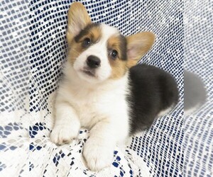 Pembroke Welsh Corgi Puppy for sale in NORWOOD, MO, USA