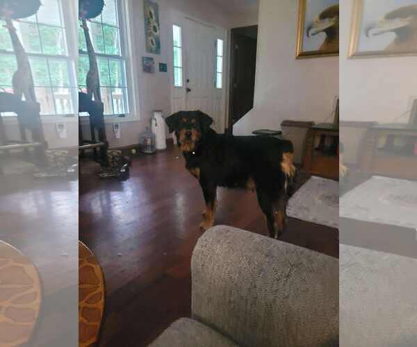 Medium Photo #2 Labrottie Puppy For Sale in Holly Springs, NC, USA