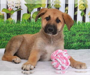 German Shepherd Dog-Unknown Mix Dogs for adoption in Oroville, CA, USA