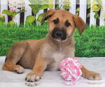 Small German Shepherd Dog Mix