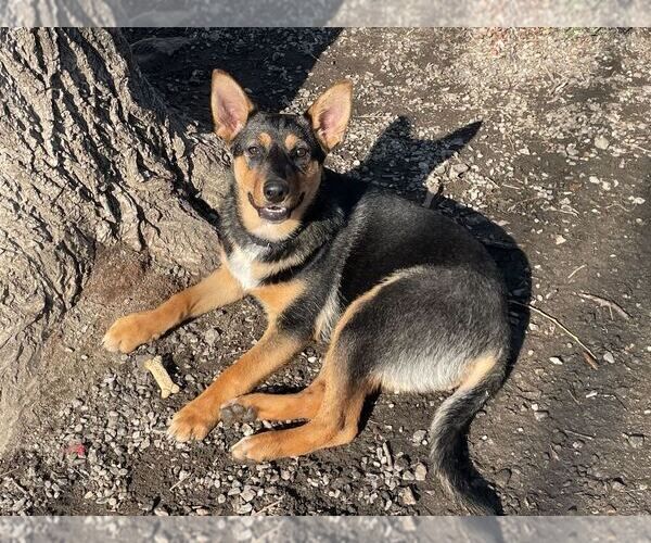 Medium Photo #9 Mutt Puppy For Sale in Elmsford, NY, USA