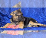 Small #1 Australian Shepherd Mix