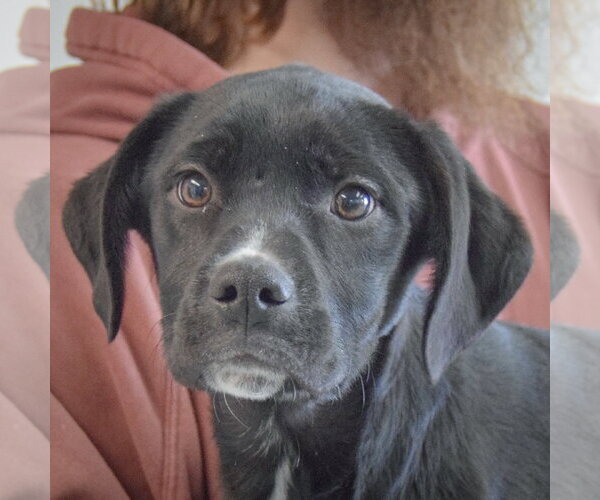 Medium Photo #2 German Shepherd Dog-Unknown Mix Puppy For Sale in Huntley, IL, USA